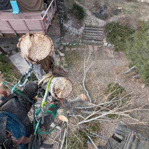 Bluebird Tree Service