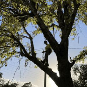 Optimum Tree Care