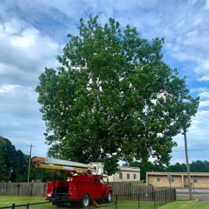 A Cut Above Tree Service Inc. Tricia Wallace