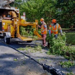 Tree service pro Fort Wayne