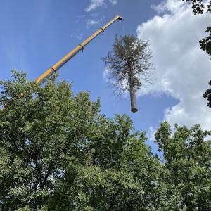 Tree Sons Tree Service