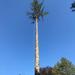 Official Tree Business