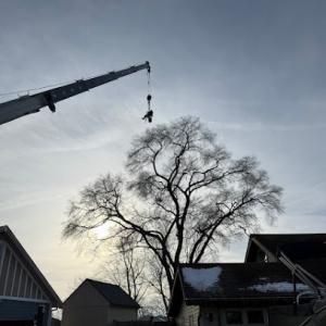 Liberty Tree Service