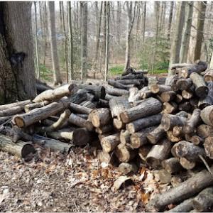 Greenwood Tree Service