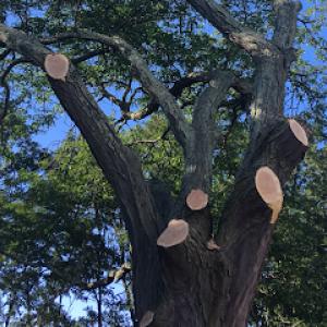 The Chamberlin Tree Company