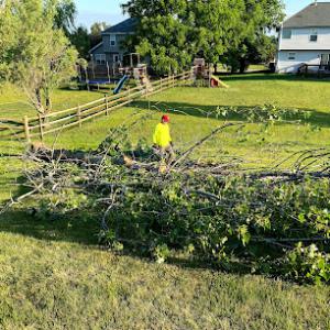 Dayton Tree Professionals