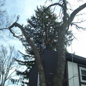 Kusch Tree Service