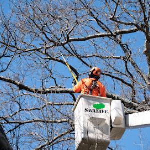 SavATree - Tree Service & Lawn Care