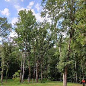 Ricker's Tree Service