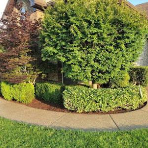 Magic Cuts Lawn Care