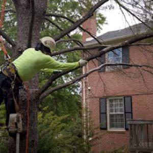 Tree Service Leander