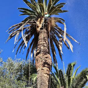 Olivera's Tree Service