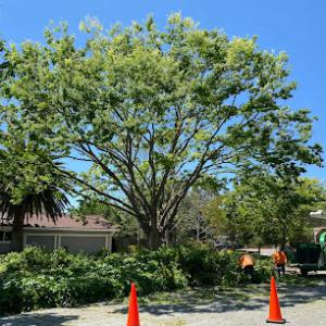 Moki Smith Arborists