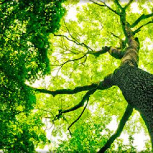 Avid Treecare