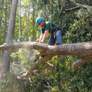 Arborscape Tree Preservation