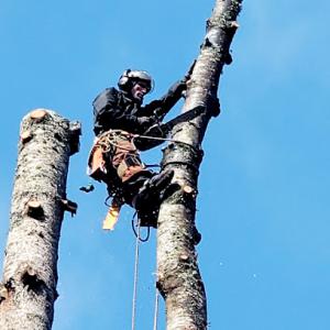 Shook's Tree Service & Removal