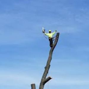 Notch Cut Tree Service