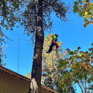 Zero Gravity Tree Service
