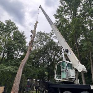 Yard Sharks Tree Care