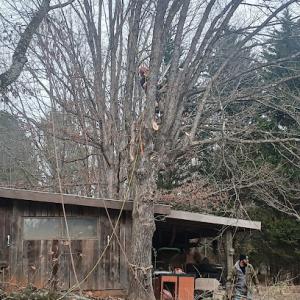 Act Now Tree Service