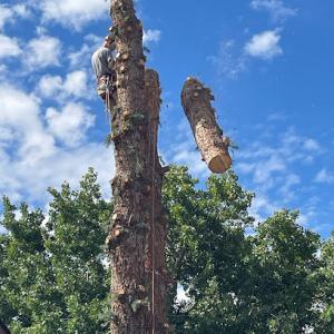 Doug's Tree & Snow Removal