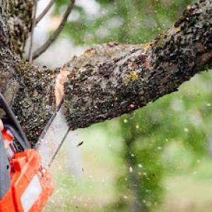 Ted's Tree Service