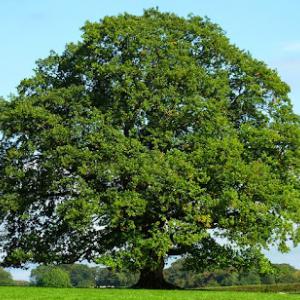 Hofmann Tree Experts