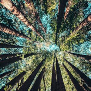 Tree Service Pro Vallejo