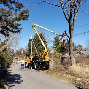 Southeast Tree Services