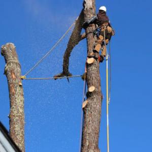 Mike's Tree Service