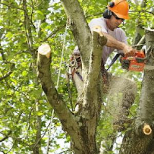 Deep South Tree Service
