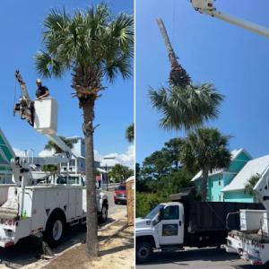 Precision Tree Service