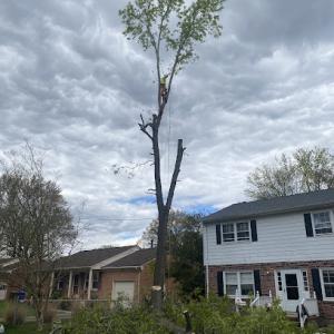 The Tree Guys Corporation