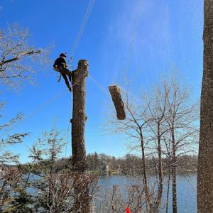 Red Pine Tree & Landscape Services