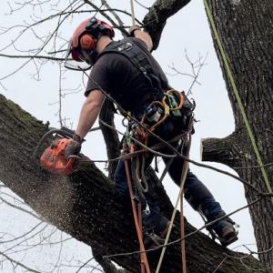 Dryad Tree Service