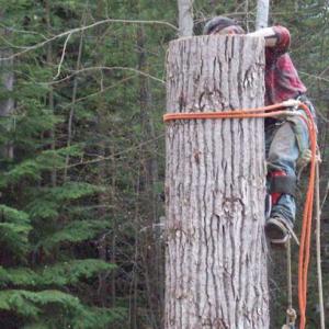 Select Cut Tree Services