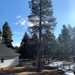 Duke's Tree Service/ GOT MOWED 406