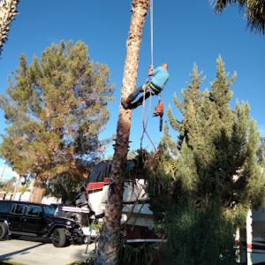 Above top tree service