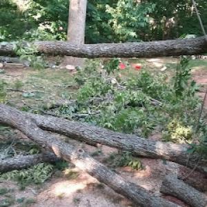 Buchanan's Tree Care