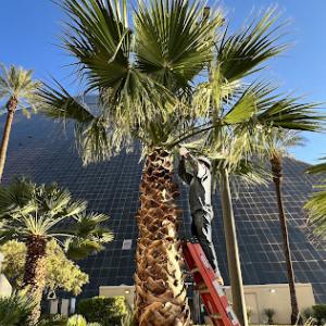 First Choice Tree Service