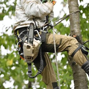 Benjamin's Tree Service