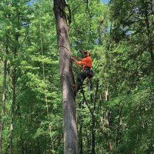Ausburn Forestry Construction