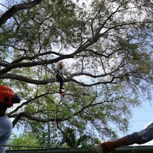 True Tree Service