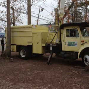 Mercer Tree Services
