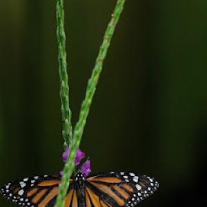 Pipo Sunshine Landscaping