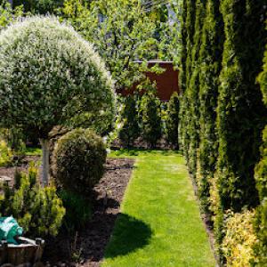 Lemus Tree Service & More