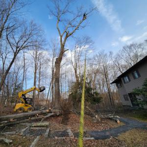 Alex Landscape Tree Service