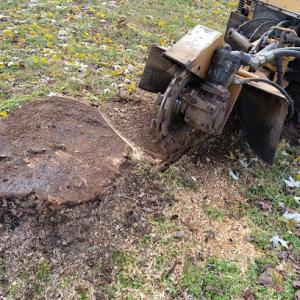 Calvillo's tree service