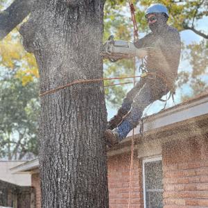 RF Tree Service