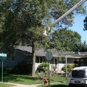 BJ Haines Tree Service